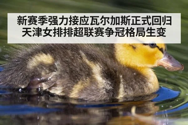 新赛季强力接应瓦尔加斯正式回归天津女排排超联赛争冠格局生变
